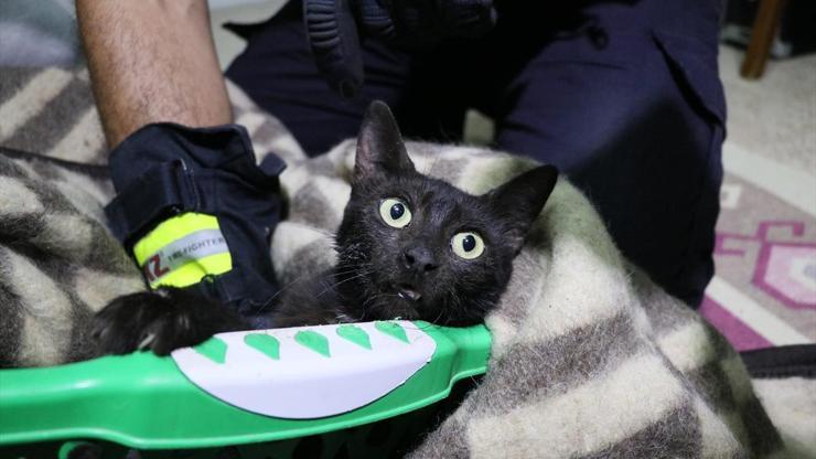Hatayda kurtarılmaya çalışılan inatçı kedi yakalandı