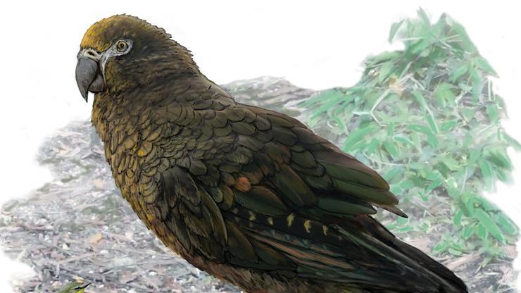Dünyanın en büyük papağanının kalıntıları bulundu