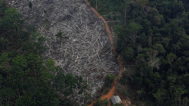 Amazonlardaki orman tahribatında yüzde 278 artış
