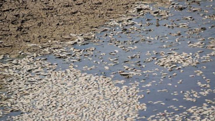 Suların çekildiği Cihanbeyli Göletinde balık ölümleri