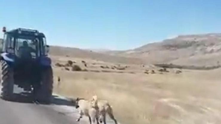 Kangal köpeklerini zincirle traktöre bağlayıp koşturdu Kangal köpeklerini zincirle traktöre bağlayıp koşturdu