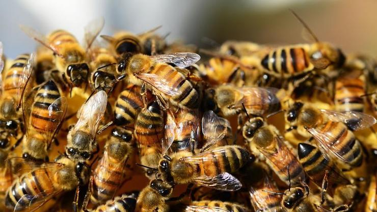 Rakamlar korkunç Brezilyada son 3 ayda 500 milyondan fazla arı öldü