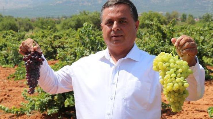 Türkiyenin şaraplık üzüm deposunda, fiyat artışı için güç birliği