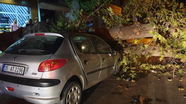 İzmirde facia ucuz atlatıldı Ağaç devrildi: 1 yaralı