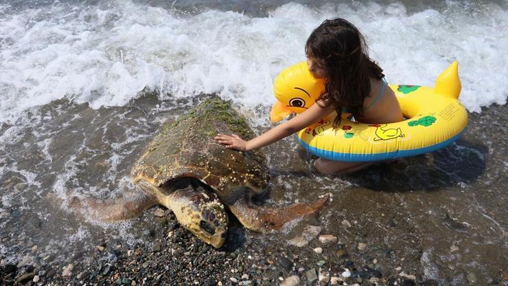 Yaralı caretta caretta kıyıya vurdu