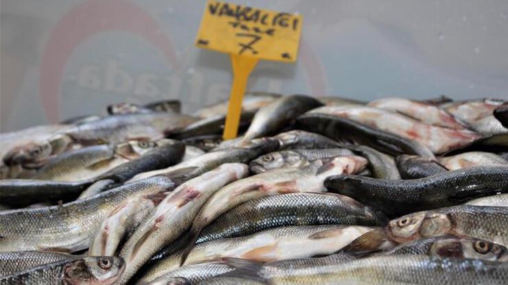 Van Gölü’nün inci kefali değer kazandı