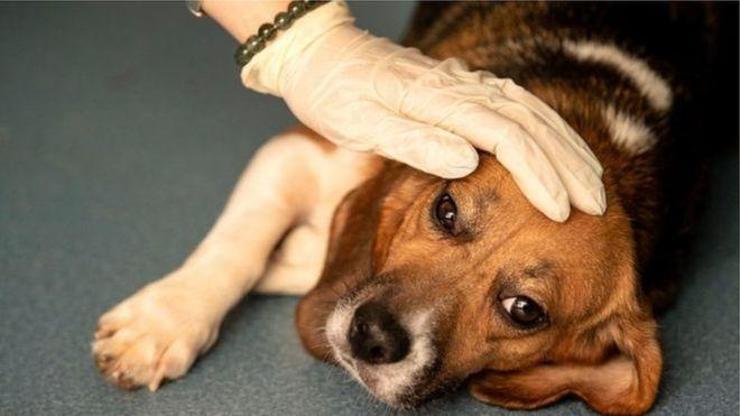 Avrupada gizemli hastalık 25 köpek öldü