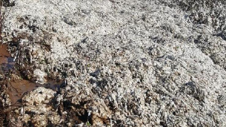 Alev alan biçerde 5 ton pamuk kül oldu