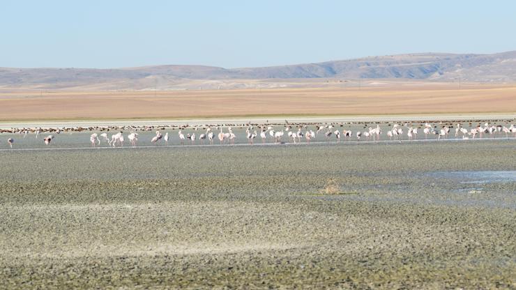 Flamingoların yaşam alanı kurudu