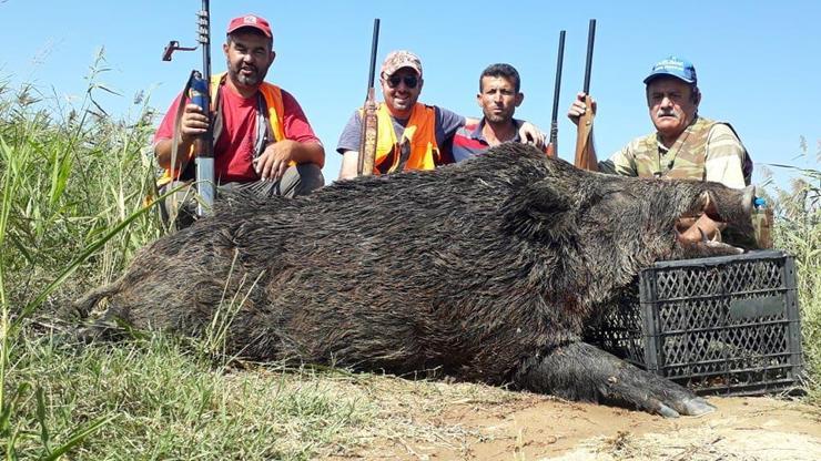 350 kiloluk yaban domuzu avladılar