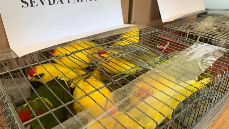 Mahmutbey gişelerde otomobil bagajında 45 papağan ele geçirildi