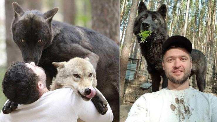 Rus iş insanının sıra dışı yaşamı: Evcil hayvan gibi baktığı kurtlarla yaşıyor