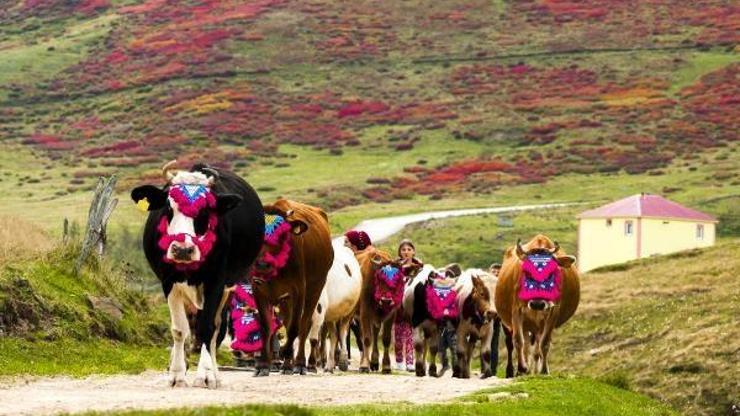 Yaylacılar dönüş yolunda