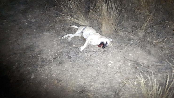 Ankarada 2 sokak köpeği zehirli sosis verilerek öldürüldü