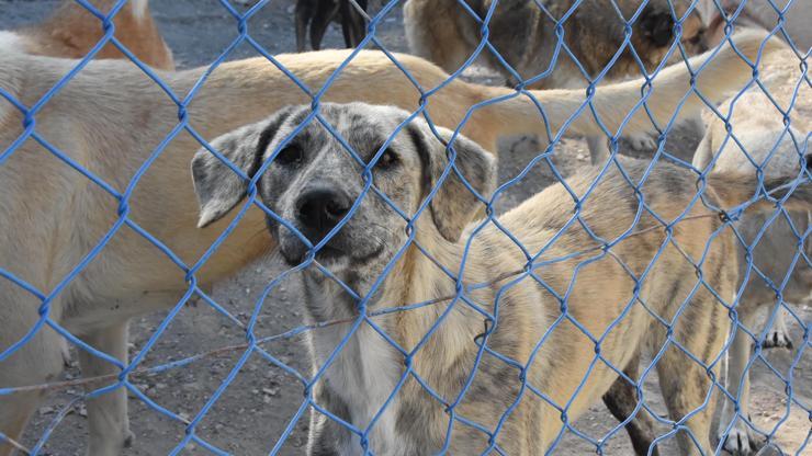 Yazlıkçılar her yıl onlarca köpeği sokağa bırakıyor