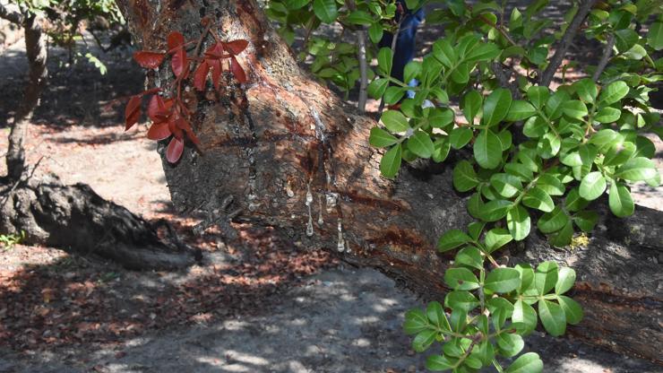 Alaçatıdaki sakız ağaçlarından 40 yıl sonra ilk hasat