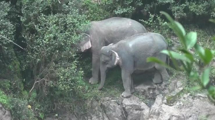 6 fil şelale havuzuna düşerek öldü