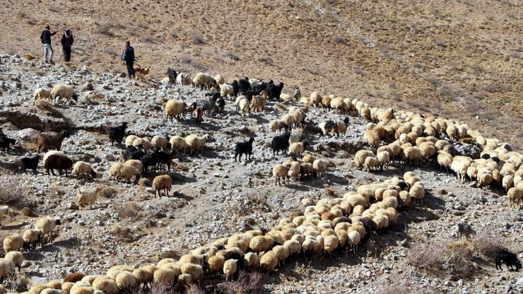 Yayladan koyunlarla zorlu yolculuk başladı