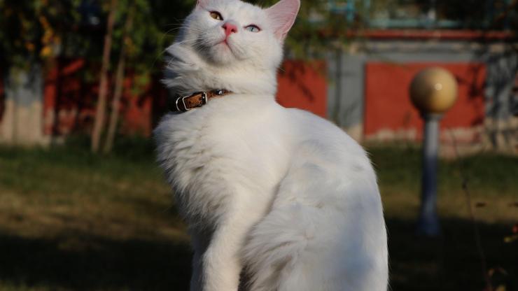 Van kedileri, uluslararası güzellik yarışmasına gidiyor