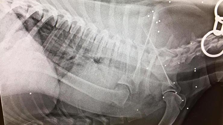 Tüfekle vurulan köpeğin röntgen filmi şoke etti