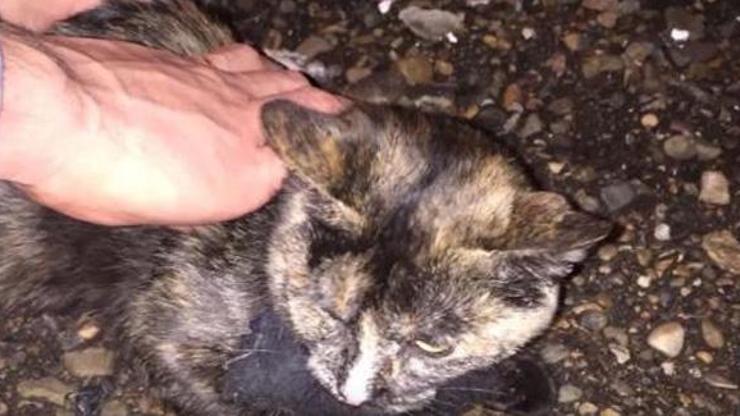 Rusya’da cezaevine uyuşturucu taşıyan kurye kedi gözaltına alındı