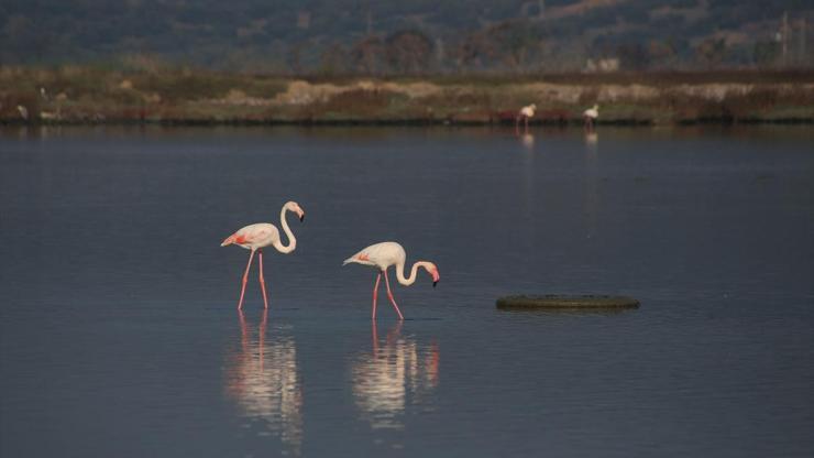 Tuzla Sulak Alanına flamingo akını