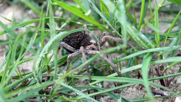 Yüzlerce yavrusunu üzerinde taşıyan örümcek