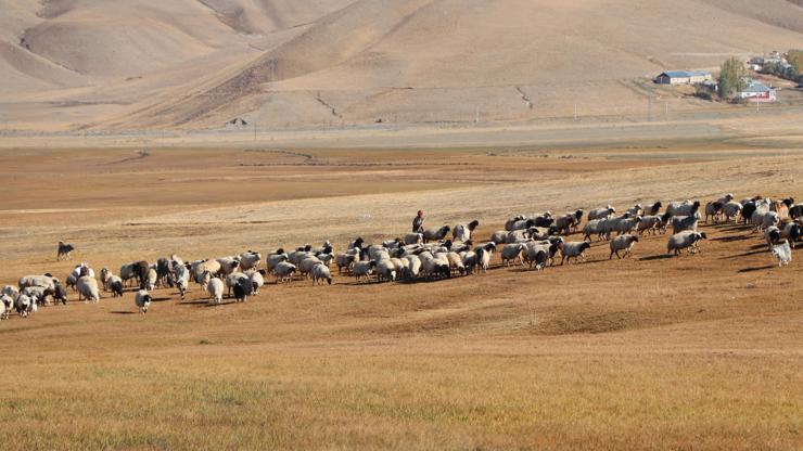 Vanda yarı fiyatına Afgan çoban istihdamı