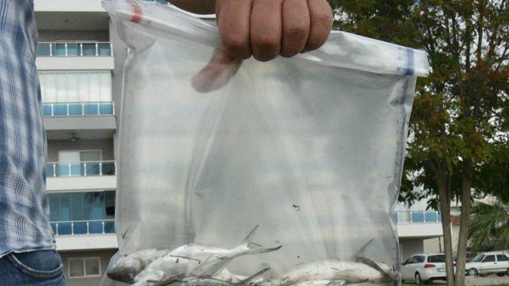 Antalyada korkutan balık ölümleri