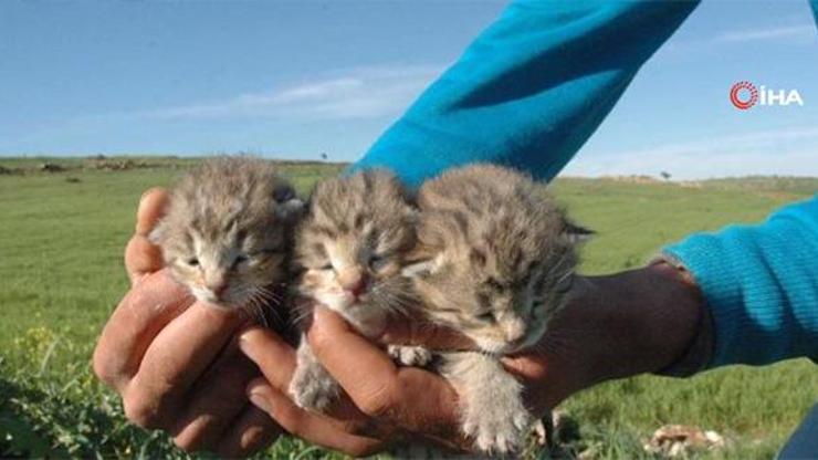 Diyarbakır’da bir yetişkin ve 3 yavru leopar görüldü