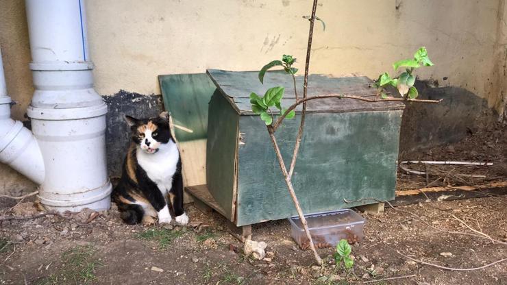 Ataşehir’de lüks sitede kedi evi tartışması