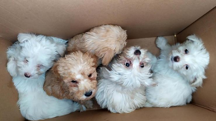 Kapıkulede karton kutularda 14 köpek yavrusu bulundu