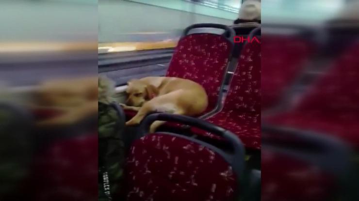 Şoförün otobüse aldığı köpek koltukta uyuyakaldı