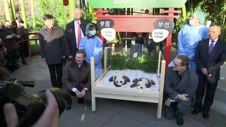 Almanyanın ikiz pandaları 100 günlük oldu