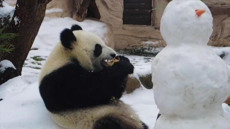 Panda kardan adamı yedi