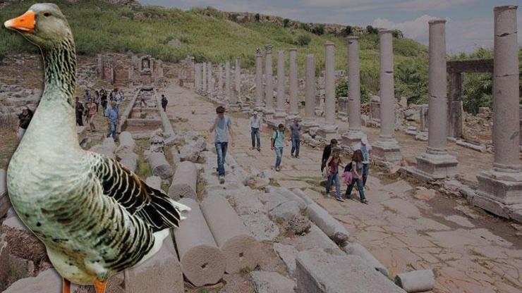 Perge’nin sürgün kazları