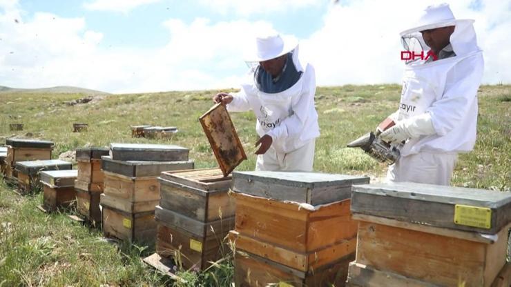 Küresel ısınma arıları vurdu
