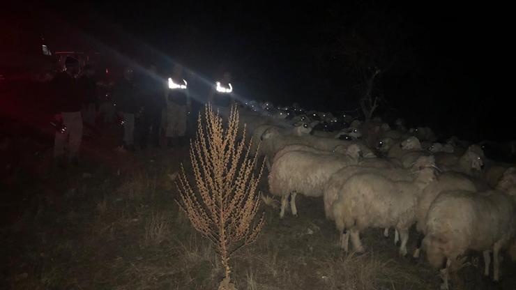 Siste kaybolan koyunları Jandarma buldu