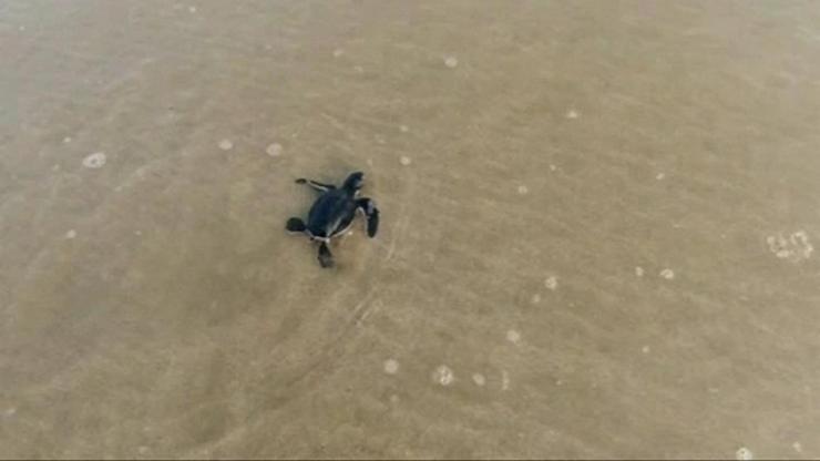 Kaplumbağalar denizle buluştu