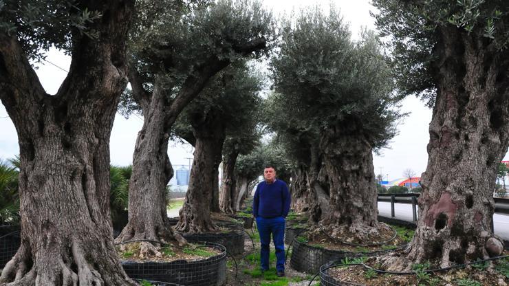 500 yıllık zeytin ağacının fiyatı 25 bin lira
