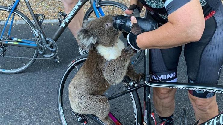Koalanın yardımına bisikletçiler yetişti