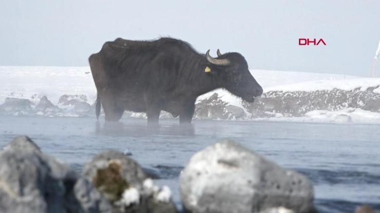 Mandalar Kaz Gölünden besleniyor