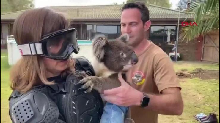 Muhabire koala şakası