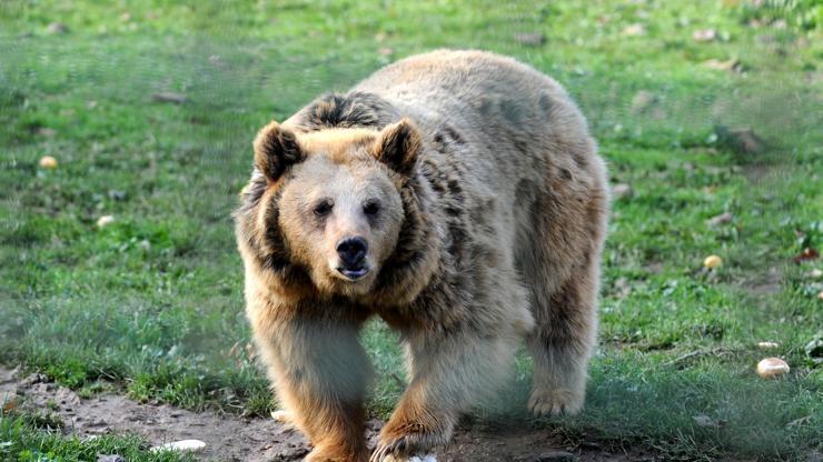 Bursada kış uykusuna yatmayan ayılara özel beslenme