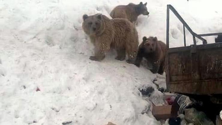 Ayı ev yavruları çöplükte yiyecek ararken görüntülendi