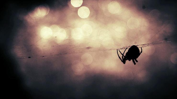 Avustralyada zehirli örümcek uyarısı