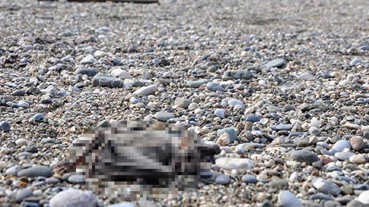 Gazipaşada sahilde 2 yarasa ölüsü bulundu