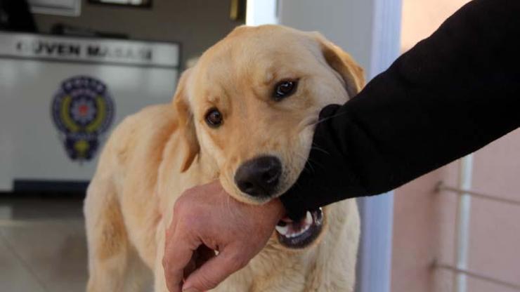 Kaybolan köpek polis karakoluna sığındı