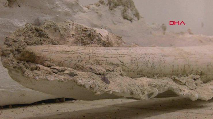 7,5 milyon yaşında fil fosili