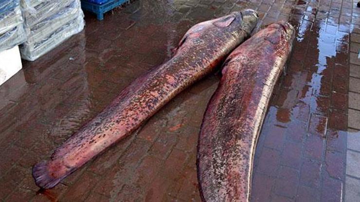 120 kilogramlık yayın balıkları yakalandı